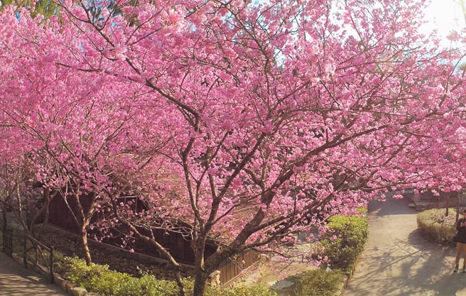 以南投九族文化村為例，根據預測八重櫻在1月31日將會達到5%，2月10日則能開到50%，最佳賞花期則是2月16日，精準的預判讓民眾可以提前依據數據，來做更精準的出遊安排。（九族提供／吳建輝南投傳真）