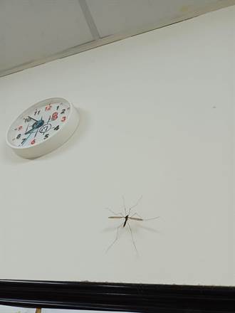 看見這種超大蚊子千萬別殺 內行人求放過：牠有百利無一害