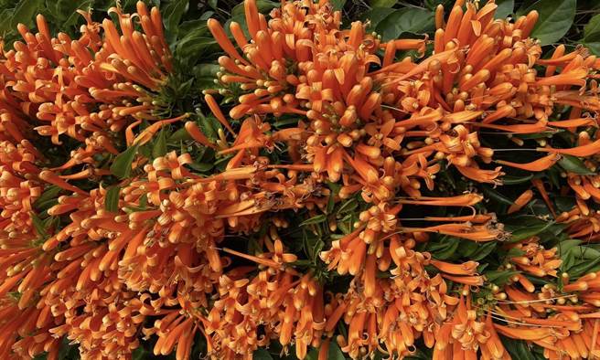 簡秀枝》炮仗花吐蕊迎新春 台灣之美無所不在！照片來源：作者提供。