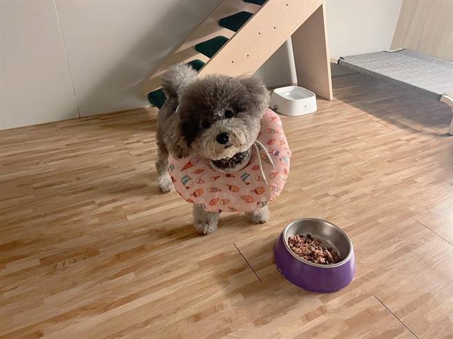 新北市動保處於動保處官網公告轄內寄養業者名單，供民眾選擇。（新北市動保處提供）