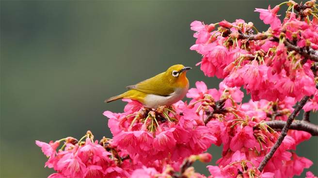 大雪山山樱花粉嫩绽放，树梢上不时有绿绣眼等鸟类，在花间跳跃与花共舞。（东势林管处提供／陈淑娥台中传真）