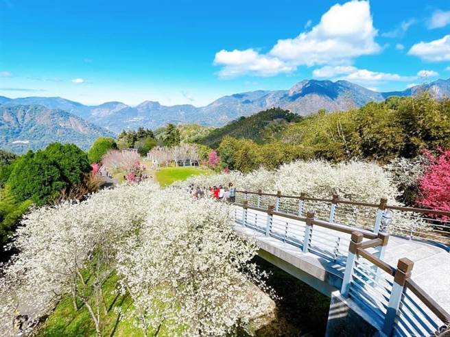 寒溪呢的福爾摩沙櫻花、緋寒櫻綻放，紅白相映成趣，十分吸睛。（寒溪呢提供／張亦惠嘉縣傳真）