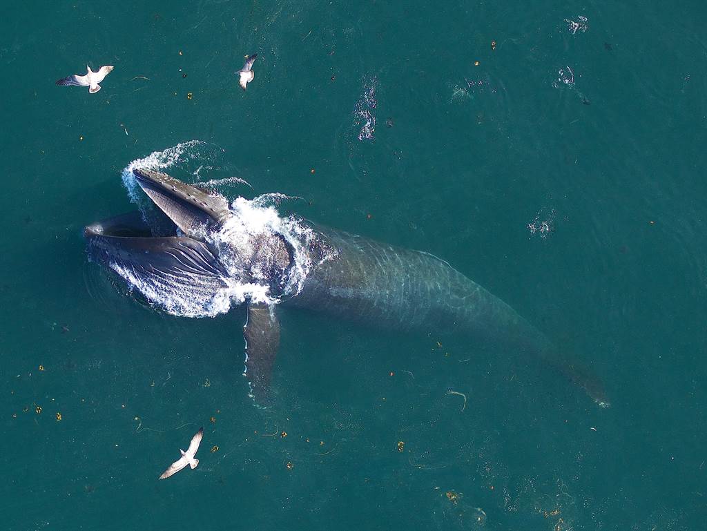 一度有灭绝危机的蓝鲸，近年来复育有成，数量正恢复中。这也让澳洲专家近年连连捕获海底霸主虎鲸捕杀成年蓝鲸的镜头，为「史上最大的狩猎」事件留下珍贵的影片。图/路透社(photo:ChinaTimes)