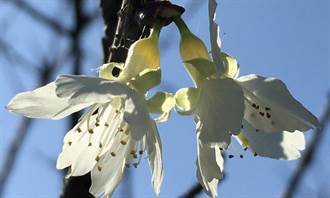 李利國》罕見的白色福爾摩沙櫻花樹！