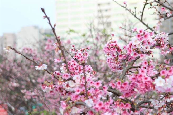 乐活夜樱季今浪漫登场。（北市公园处提供／杨亚璇台北报导）