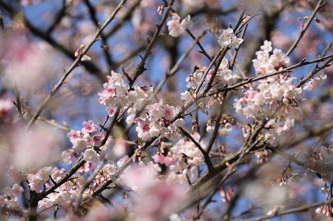 乐活夜樱季今浪漫登场。（北市公园处提供／杨亚璇台北报导）
