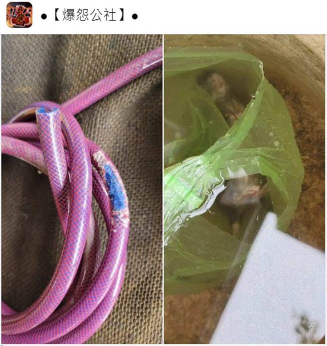 原来是老鼠咬破瓦斯管，「真凶」还被瓦斯桶压住。（翻摄脸书社团《爆怨公社》）