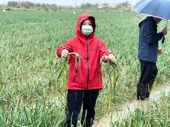 立委周春米勘查恒春洋葱炭疽病情况，并要求农委会研议将受感染田区纳入天灾救助机制。（周春米提供／林和生屏东传真）