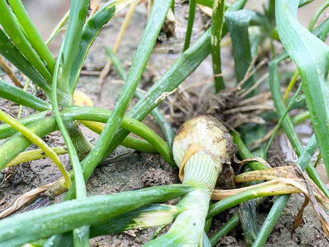 连日阴雨，恒春部分洋葱田出现炭疽病等情况发生。（周春米提供／林和生屏东传真）