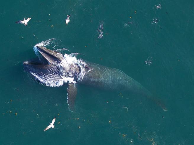 影》海中霸者圍剿生吞藍鯨史上最大狩獵影片曝光- 國際- 中時新聞網