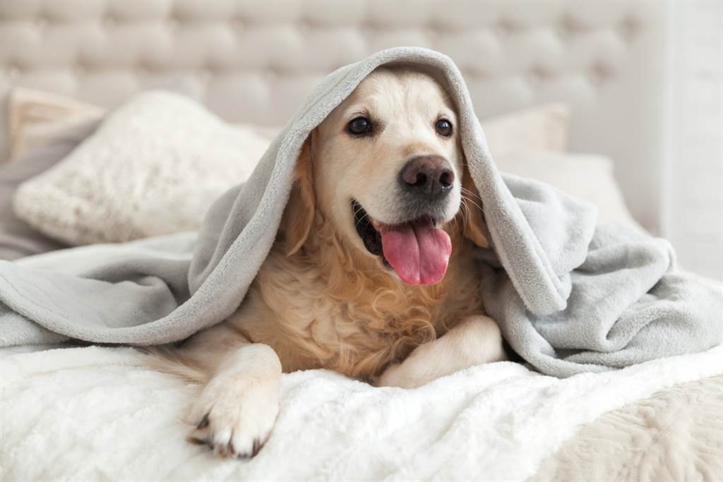 兽医指出，整体来看，和宠物同床共枕可以促进宠物对主人的信赖度，不过对于失眠、过敏的人来说要三思。（示意图／shutterstock）(photo:ChinaTimes)
