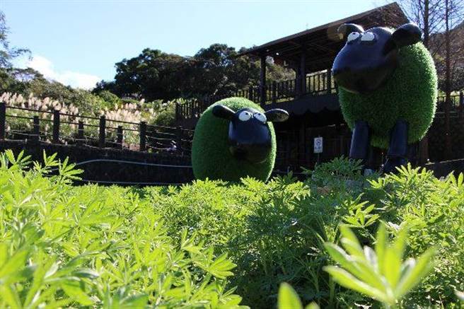 鲁冰花苗正在慢慢长大，樟树步道内也摆放可爱羊皮草，期待花季到来。（台北市公园处提供）