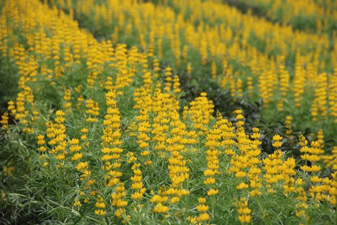 由北市府主办的「花IN台北」活动共有12个花季，目前南区花展鲁冰花季正慢慢盛开，今年是选用单一金黄色系品种鲁冰花，盛开时就像是金黄色小风铃在田中摇曳，预计2月7日达最盛花况，整体花期将一路延续至2月15日。（资料照，黄婉婷摄）