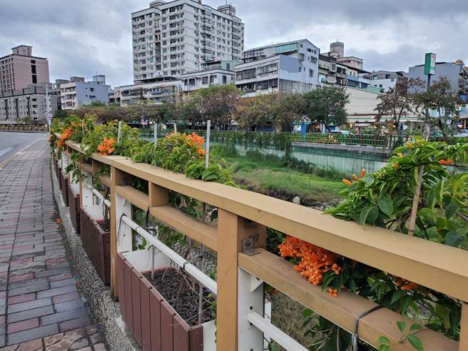 超过160株炮仗花将形成亮橘色花海。（新北市水利局提供）