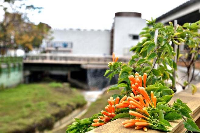 芦洲鸭母港沟左右岸堤墙上炮仗花已陆续开始绽放。（新北市水利局提供）