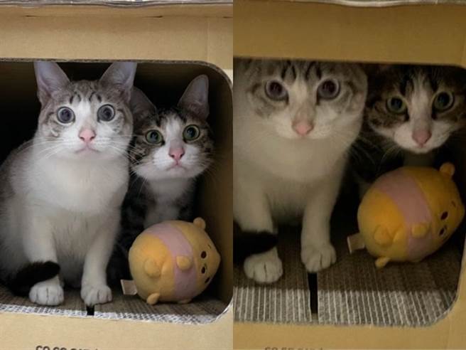 该饲主曝光的照片中，2只猫都有圆圆的眼睛和肉肉的脸蛋，调皮的豆江还会趴在妈妈米江身上，2猫的神情几乎一模一样。（翻摄自Dcard）