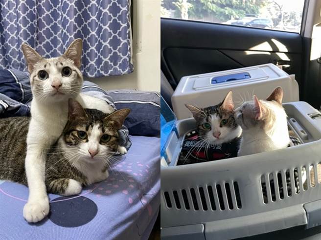 该饲主曝光的照片中，2只猫都有圆圆的眼睛和肉肉的脸蛋，调皮的豆江还会趴在妈妈米江身上，2猫的神情几乎一模一样。（翻摄自Dcard）