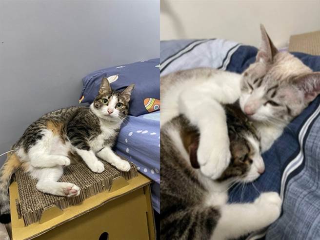 该饲主曝光的照片中，2只猫都有圆圆的眼睛和肉肉的脸蛋，调皮的豆江还会趴在妈妈米江身上，2猫的神情几乎一模一样。（翻摄自Dcard）