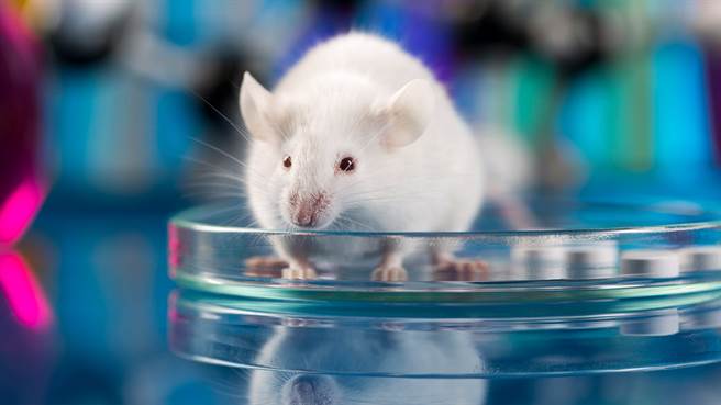 日本顺天堂大学利用免疫疗法清理小鼠身体的衰老细胞里的有害蛋白质，成功改善了小鼠健康。(图/Nature)