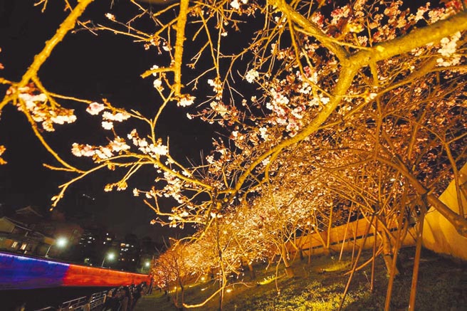 乐活夜樱季起跑，陪伴民眾一起度过农历春节及西洋情人节。（北市公园处提供／杨亚璇台北传真）
