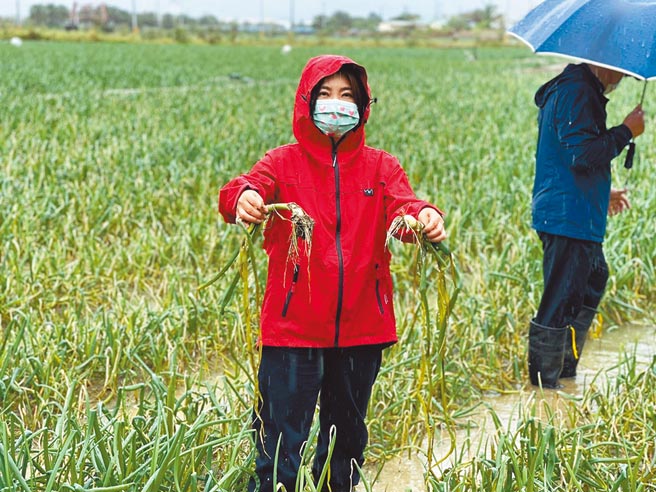 立委周春米勘查恆春洋蔥炭疽病情況，並要求農委會研議將受感染田區納入天災救助機制。（周春米提供／林和生屏東傳真）