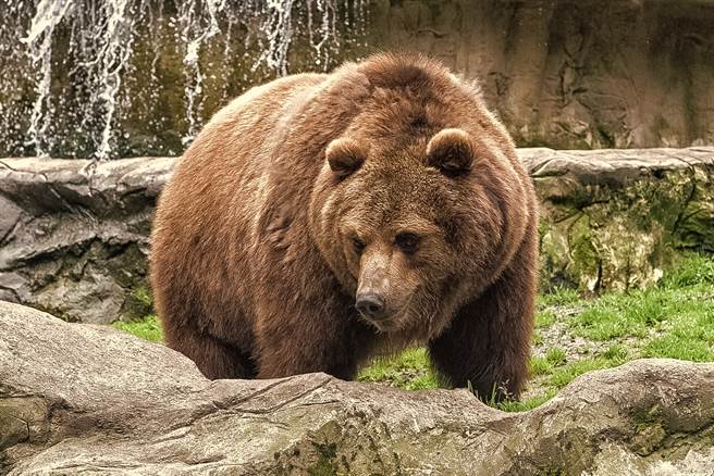 動物園內棕熊的資料照。（達志影像/Shutterstock）