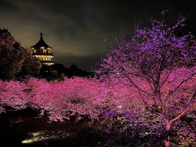景觀處與天元宮合作，自1月25日起到2月6日期間點亮天元宮後山三色櫻花林。（新北市景觀處提供）