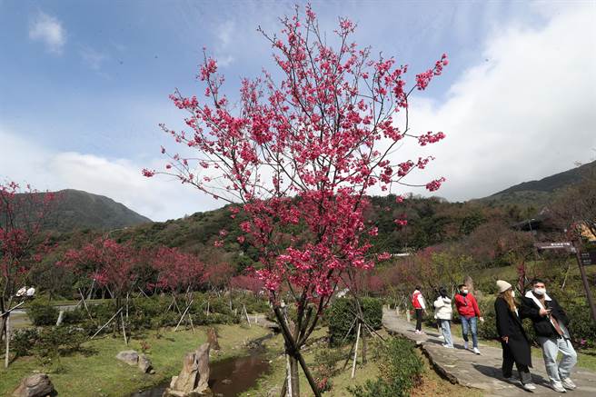 民眾在除夕当天，趁着好天气就抢先上阳明山赏樱踏春。（刘宗龙摄） 