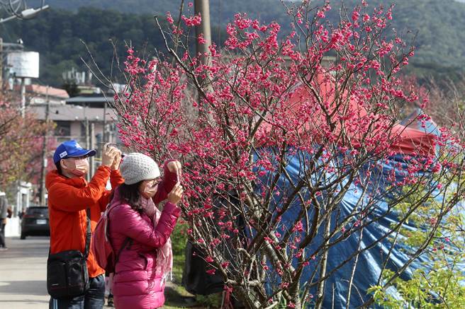 民眾在除夕一早就前往「平菁街42巷」樱花巷，近距离欣赏寒樱。（刘宗龙摄）