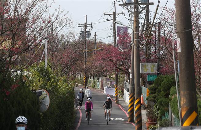 骑单车的车友在除夕一早就外出骑车健身，也顺道造访有最美樱花巷之称的「平菁街42巷」，欣赏绽放的寒樱。（刘宗龙摄） 
