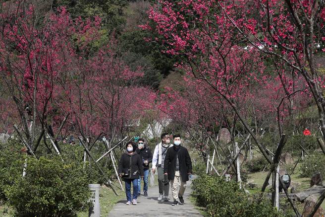 民眾悠閒地漫步樱花树下。（刘宗龙摄）