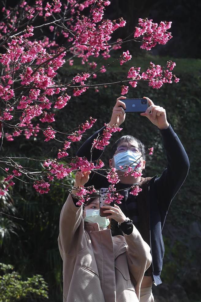 民眾拿着手机拍下樱花美妙的姿态。（刘宗龙摄）