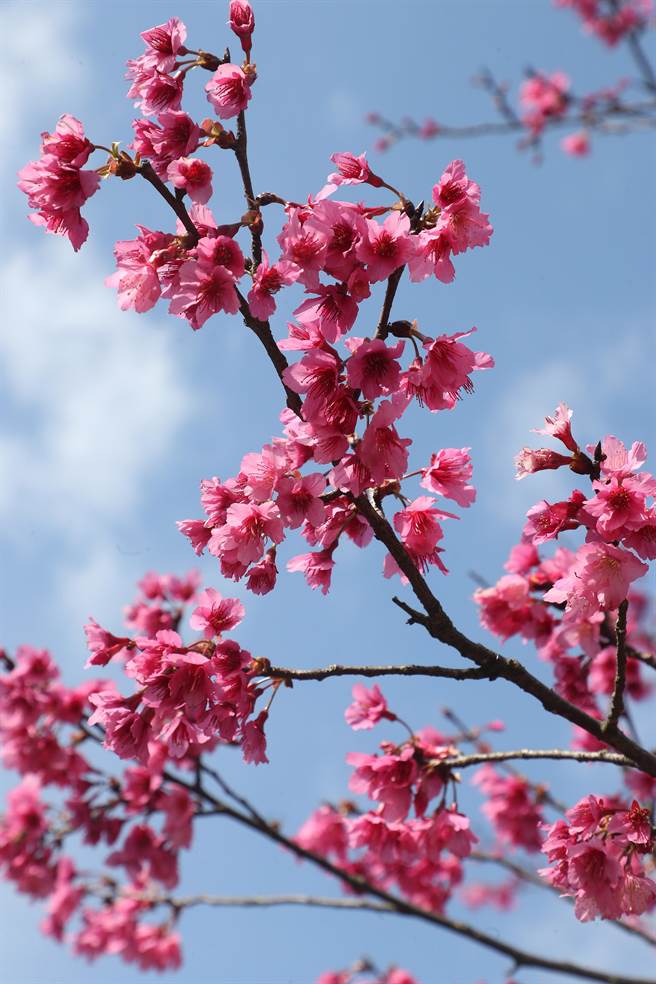 越过寒冬后的山樱花热烈绽放，把春天的气息带给民眾。（刘宗龙摄） 