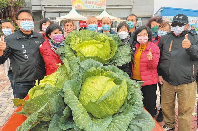 「2022澎湖新高丽菜王竞赛」，虽然今年高丽菜品质不如往年，澎湖乡亲还是很热络。（陈可文摄）