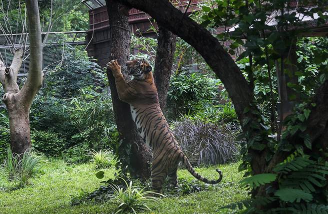 印度政府 1972年的一次调查发现，老虎数量竟只剩下1827只。惊觉情况严重，隔年立刻推出「老虎计画」（Project Tiger）。 (图/美联社)

