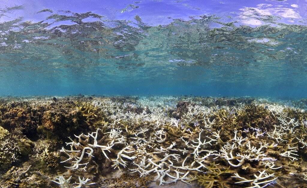 澳洲大堡礁珊瑚群这几年面临大面积死亡，与全球暖化有直接关系。图/PHY(photo:ChinaTimes)