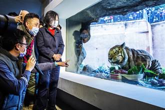 蔡英文到新竹市立動物園與老虎兄弟「六福」、「來福」同框合影