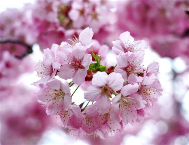 image source:Facebook／拉拉山 恩爱农场