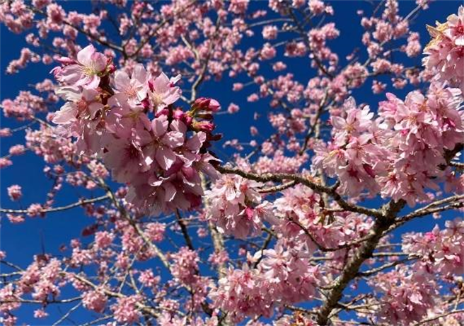 image source:Facebook／阿里山国家风景区管理处