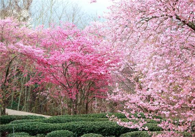 image source:Facebook／武陵农场Wuling Farm