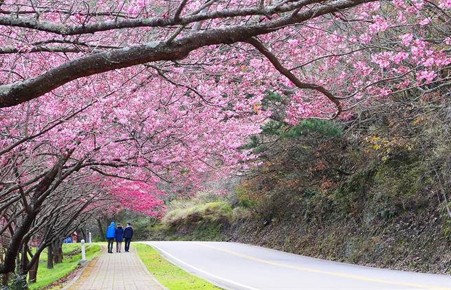 武陵农场山樱花已盛开，2日武陵农场阳光普照，不少游客来武陵农场赏花。（武陵农场提供／黄国峰台中传真）