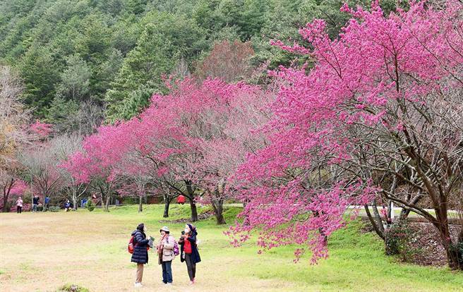 武陵农场山樱花已盛开，2日武陵农场阳光普照，不少游客来武陵农场赏花。（武陵农场提供／黄国峰台中传真）