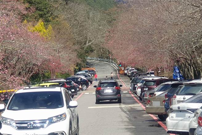 武陵农场山樱花已盛开，2日不少游客来武陵农场赏花，武陵农场统计2日下午17点30分止已有2980人入场。（武陵农场提供／黄国峰台中传真）