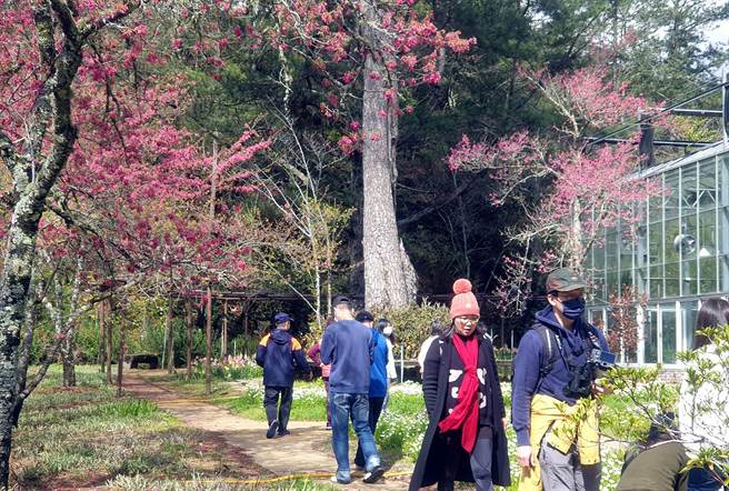 武陵农场山樱花已盛开，2日不少游客来武陵农场赏花，武陵农场统计2日下午17点30分止已有2980人入场。（武陵农场提供／黄国峰台中传真）