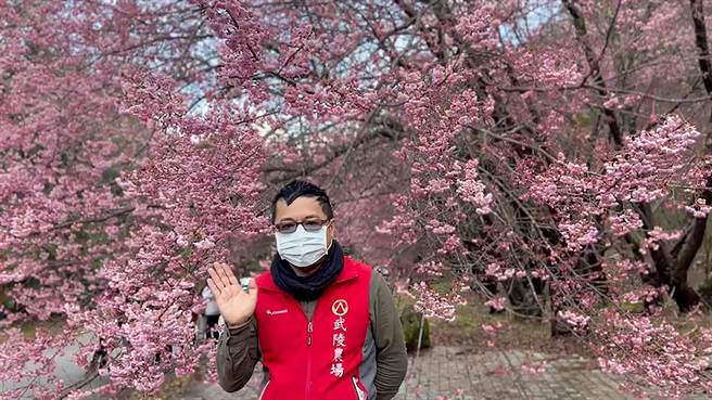 武陵农场山樱花已盛开，武陵农场副场长胡发韬，欢迎民眾利用春节9天连假，在樱花季之前，来武陵农场走春赏樱花。（武陵农场提供／黄国峰台中传真）