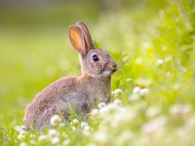 可愛兔子竟是惡夢科學家揭驚人破壞力- 國際- 中時新聞網
