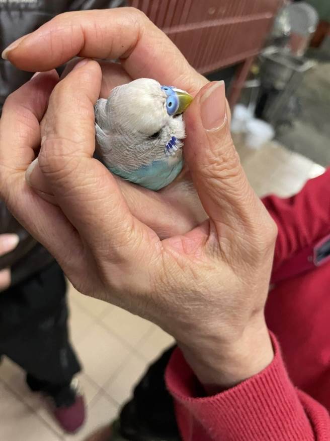 妇一眼认出被人拾获的鹦鹉是她所饲养的爱鸟「胖妞」，当下喜极而泣地爱抚抱紧「胖妞」。（翻摄照片／石秀华高雄传真）