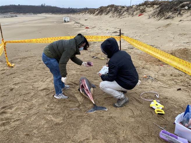 通報個體死亡原因不明，現場採樣進一步檢驗。（海巡署提供）