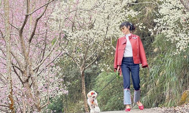 藺奕》雲林草嶺櫻花季 春天最時尚內搭！（愛傳媒提供）