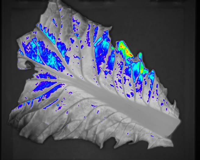 叶菜农药残留超标示意图。（国研院仪科中心提供／林志成台北传真）